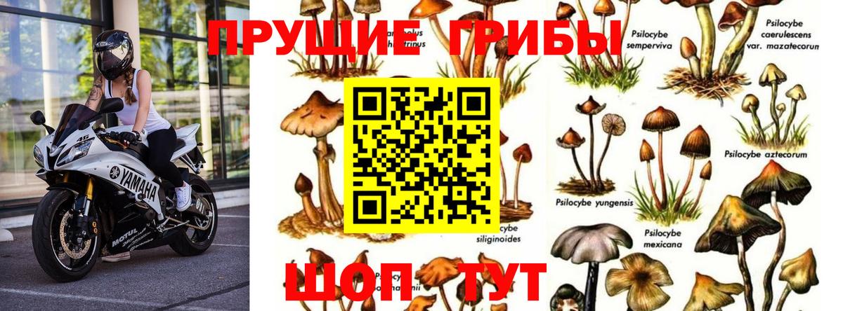 Псилоцибиновые грибы Psilocybine cubensis Новокуйбышевск
